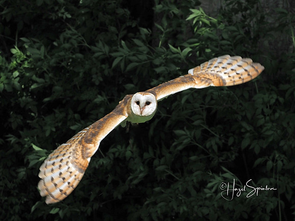flying owl with signature 3