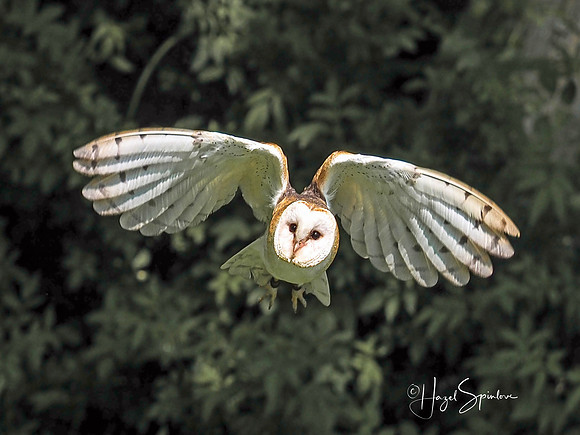 flying owl with signature 4