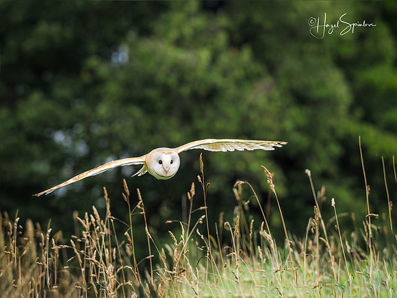 flying owl with signature