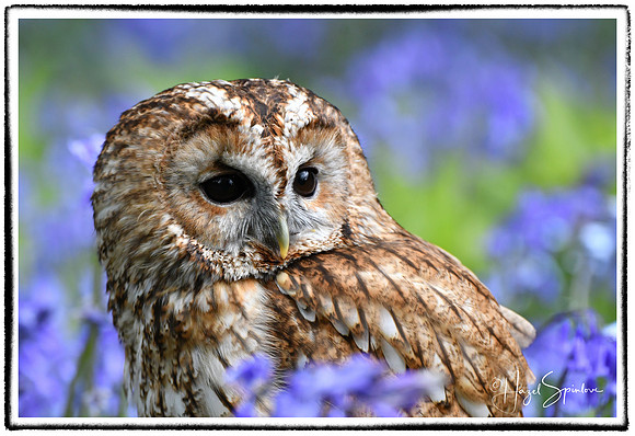 owl with border and signature