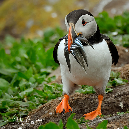 Puffin with fish and signature