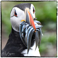 Puffin with border and signature