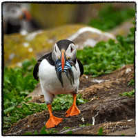 Puffin with signature and border