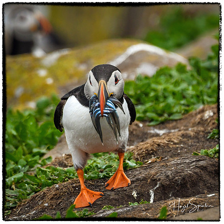 Puffin with signature and border