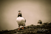 Puffin with signature