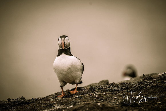 Puffin with signature