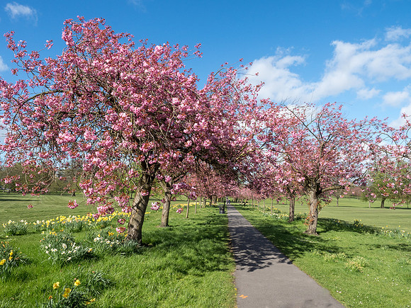 Blossom (1 of 1)