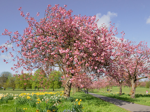 Blossoms5
