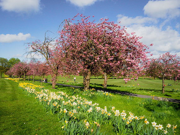 Blossoms and daffodils