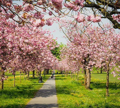 Blossom2