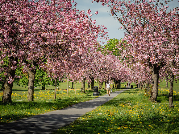 Blossom