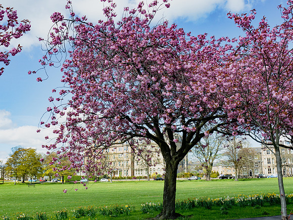 Blossoms