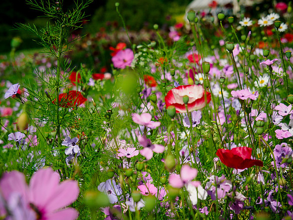 Meadow field