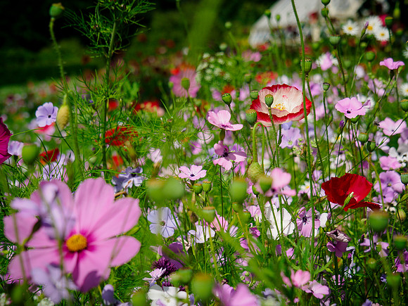 Meadow field 2
