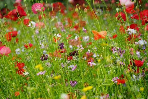 meadow-composite