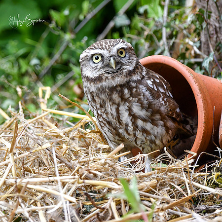 Owl in plant pot signed