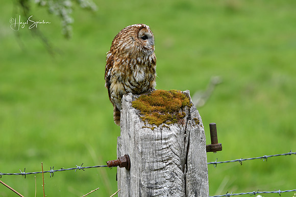 Owl on edge of field, signed
