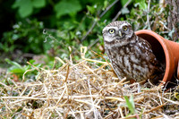 Owl in plantpot