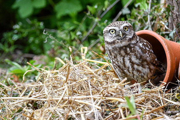 Owl in plantpot
