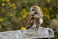 Owl on fence, signed