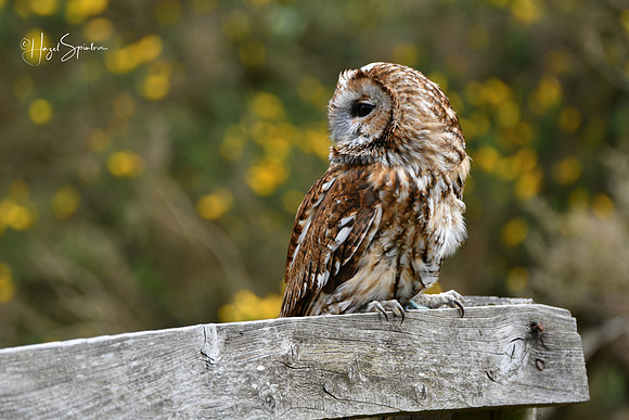 Owl on fence, signed
