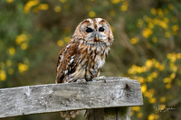 Owl on fence 2 signed