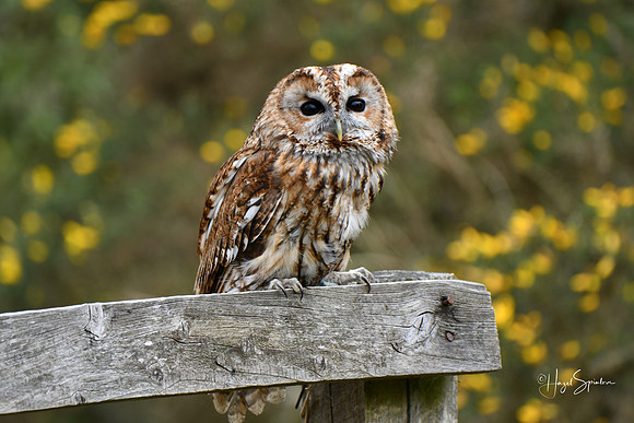 Owl on fence 2 signed