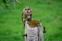 Owl on edge of field, signed (2)