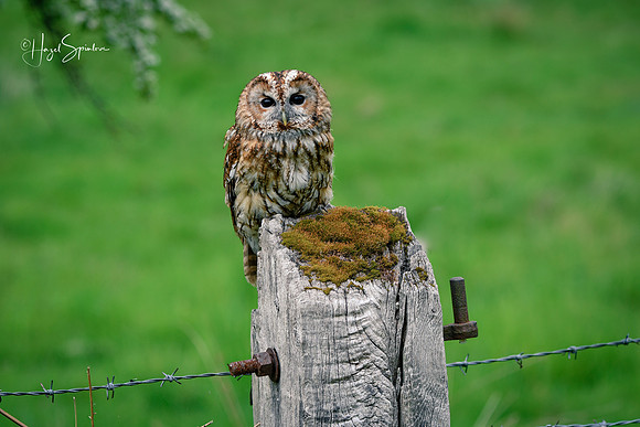 Owl on edge of field, signed (2)