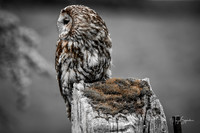 Owl muted colours, signed