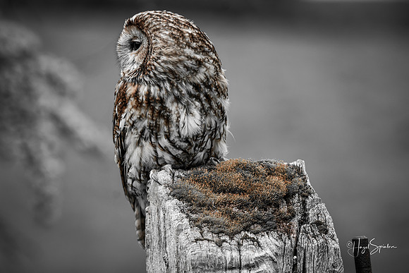 Owl muted colours, signed