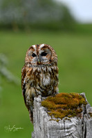 Owl on post, signed