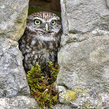 Owl in wall, signed