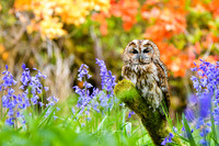 owl in flowers, signed