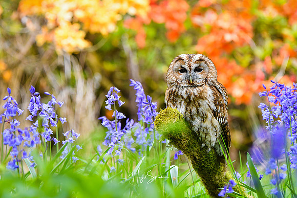 owl in flowers, signed