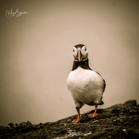 Farne Island (225 of 460)