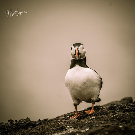 Farne Island (225 of 460)