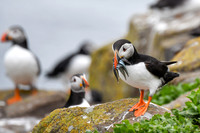 Farne Island (246 of 460)