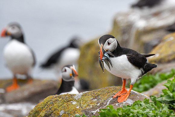 Farne Island (246 of 460)