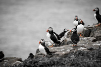 Farne Island (220 of 460)