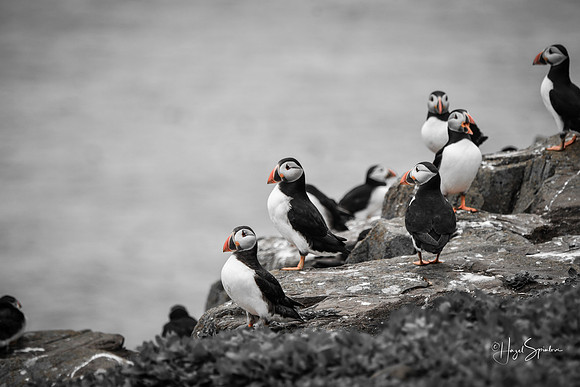 Farne Island (220 of 460)
