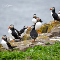Farne Island (221 of 460)