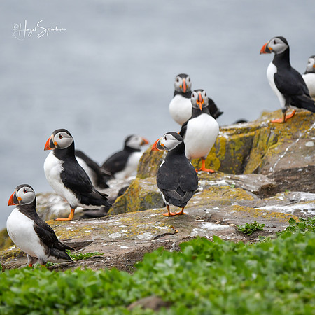 Farne Island (221 of 460)