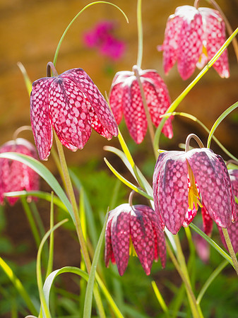 Fritillaria Snakeshead
