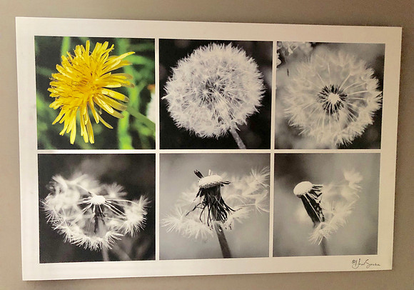 Dandelion timeline on canvas