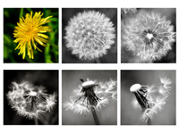 Dandelions