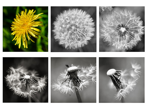 Dandelion collage  doc
