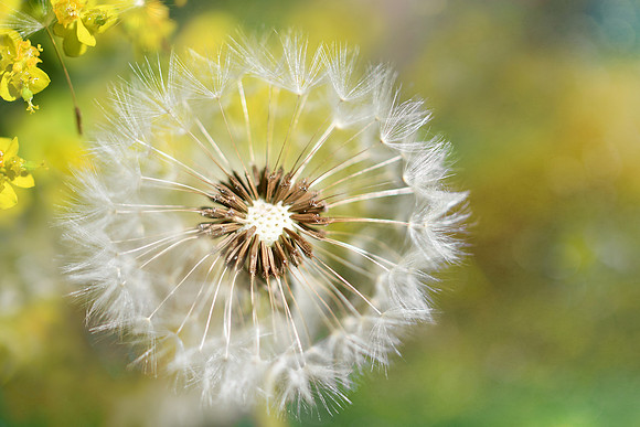 Harlow Carr 2019 (5 of 59)-3