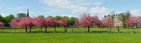 BlossomPanorama- 26" x 8" - a perfect fit for the 28" x 10" frame