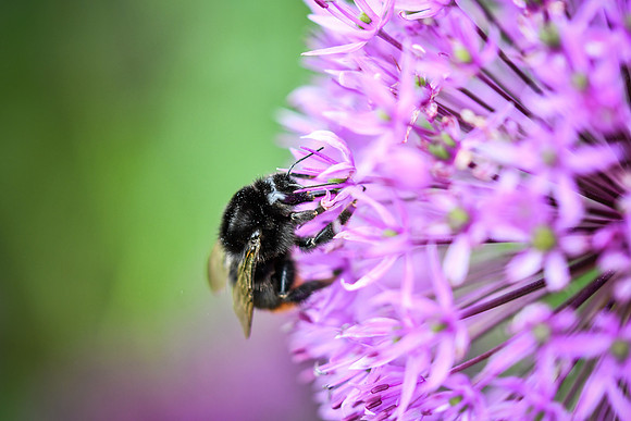 alliums (481 of 82)
